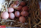 Jaja za nasad (domaće koke nesilice)