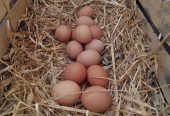Domaća kokošja jaja